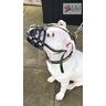 pets Licht Echt lederen Hond Muilkorf voor Staffordshire Bull Terrier Staffy, Staffie