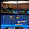 Pssopp Led-aquariumlicht, onderwater, RGB, multicolor, waterdicht, onderwater, aquariumlicht voor aquarium, woonkamer, restaurant, hotel (35 cm)