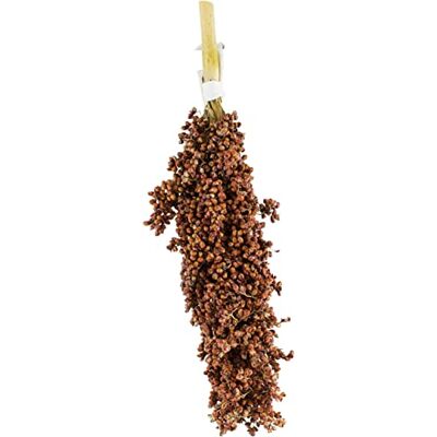 JR Farm Birds Dari-zuiger 100 g JR Farm Birds Dari-zuiger 100 g