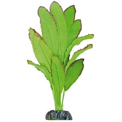 ICA AP1110 zijdeplant Echinodorus Spidemet ICA AP1110 zijdeplant Echinodorus Spidemet