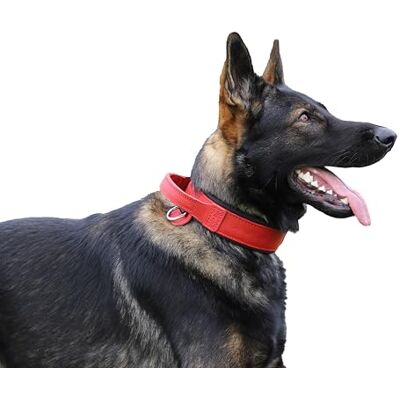 DINGO GEAR WWW.DINGOGEAR.COM 1977 DINGO GEAR Drago Lederen hondenhalsband, amortiseerd met sterke brede handgreep, handgemaakt, halsomtrek 56-64 cm, voor training en wandelen, trekbescherming, zachte voering, rood (S03921) DINGO GEAR WWW.DINGOGEAR.COM 1977 DINGO GEAR Drago Lederen hondenhalsband, amortiseerd met sterke brede handgreep, handgemaakt, halsomtrek 56-64 cm, voor training en wandelen, trekbescherming, zachte voering, rood (S03921)