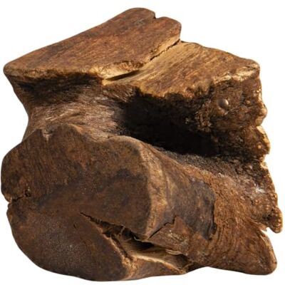 JACK AND VANILLA , 100% natuurlijke boomwortel, veelzijdig in infusie en afkooksel, gezondheidsvoordelen, milieuvriendelijke verpakking, gecontroleerde oorsprong, maat M, natuurlijke kleur, JACK AND VANILLA , 100% natuurlijke boomwortel, veelzijdig in infusie en afkooksel, gezondheidsvoordelen, milieuvriendelijke verpakking, gecontroleerde oorsprong, maat M, natuurlijke kleur,