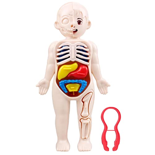 COOBAA Interactief anatomiespeelgoed, menselijk lichaamsmodel,Verwijderbaar anatomie- en fysiologiemodel   Verwijderbare anatomie- en fysiologiestudiehulpmiddelen, menselijk anatomiemodel voor