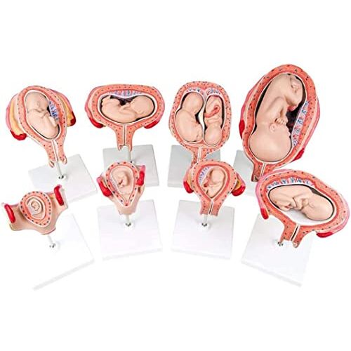 SIOENC 8 Pcs Human Anatomische Embryonale Ontwikkeling Onderwijs Model Menselijk Zwangerschap Ontwikkeling Proces Model Anatomie Model voor Onderwijs Zorg