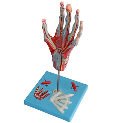 SIOENC Menselijke Palm Anatomie Model Hand Menselijke Anatomie Meerdelige En Afneembare Anatomische Hand Skelet Model Hand Anatomie Met Neurovasculaire