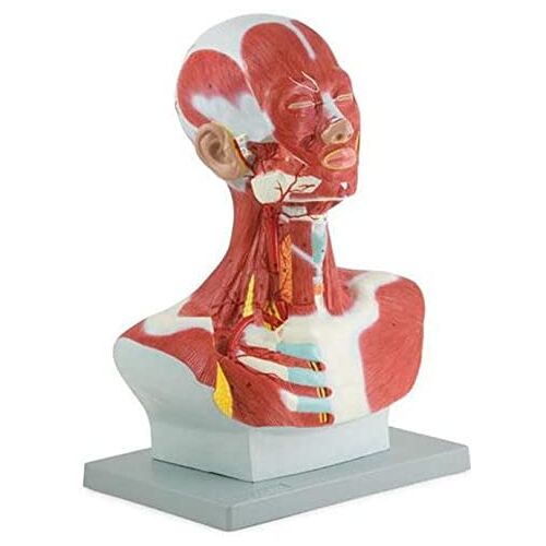 HSYHKDSY Hoofd en nek Borstspier Anatomisch model PVC-spieren Menselijk anatomisch model en hoofd voor microplastische educatie van het gezicht, de spieren en