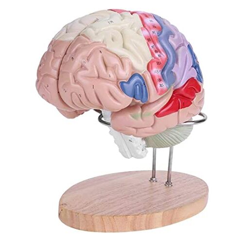 SIOENC Educatief Model, Hersenen Model 1:2 Anatomisch Medisch Menselijk Hersenen Model Hersenen Hersenzenuw 4 Stuks PVC Model van 50 Markers