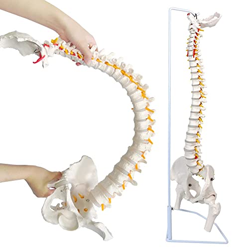 SIOENC Educatief model, menselijk ruggengraatmodel anatomisch, flexibel ruggengraatmodel, 85 cm ruggenmergmodel met standaard, chiropractie toont bekken, ruggenmerg, zenuwen en wervels, Anatomica