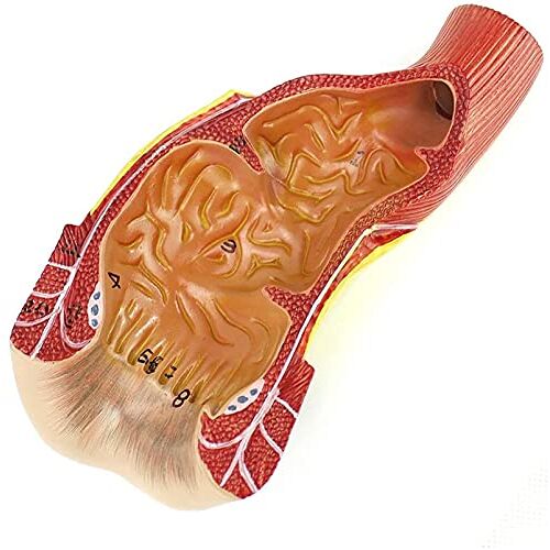 CINASA Anatomisch structuurmodel van menselijk rectum, anuskanaal, educatief model rectum, anuskanaalorgelmodel, medisch onderwijsmodel voor studieonderwijs