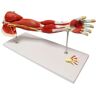 BINWAN ORGAN MODEL Muscular Arm Model, Muscle Bone Model Left Arm Model, 7 Pcs Shoulder Anatomy Model, 71 Cm