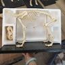 GRFIT Hond Skelet Model Skelet Tekenen van Natuurlijke Hond Skeletten Anatomisch Anatomisch Hond Model van het Skelet voor de Onderwijs School