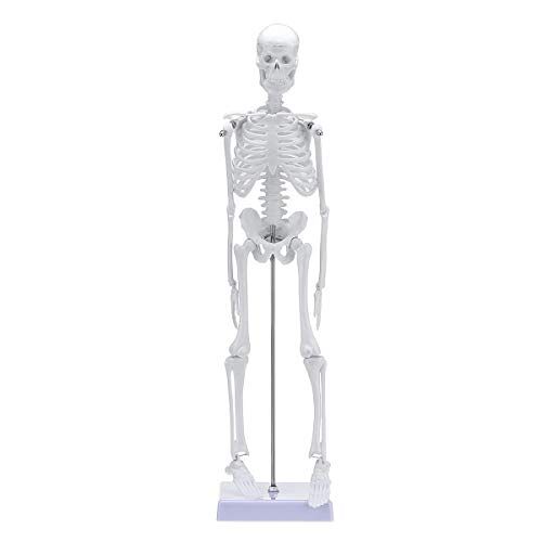 MYAMIA 45 Cm Menselijk Anatomisch Anatomie Skelet Leer Hulp Menselijk Skelet Model