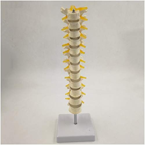 AoBloom Thoracale wervelmodel Medisch onderwijs Thoracaal wervelkolommodel Thoracaal anatomisch model met ruggenmerg en thoracale zenuwen Model Medische school onderwijsdisplay (A)