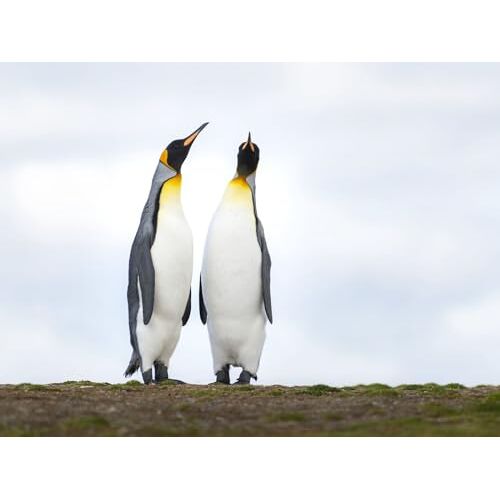 FRUKAT Puzzel 500 stukjes,puzzel voor volwassenen en kinderen vanaf 12 jaar-Keizer, pinguïns, pinguïns, vogels 52x38cm