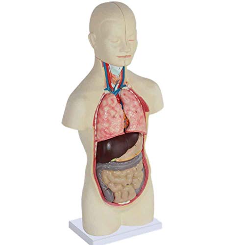 HYCLAM 12-Delig 50Cm Torso Anatomie Model, Menselijk Lichaam Anatomie Model, 4D Menselijk Orgel Model, medische School Onderwijs En Referentie Voor School, Onderwijs