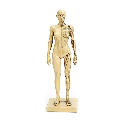 YOtat 28,5 Cm Menselijk Lichaam Anatomie Figuur Vrouwelijke Anatomie Figuur Oppervlakkige Spier Anatomie Model Hars Materiaal Kunst Lichaam Mannequin Schilderij Beeldhouwkunst Voor Schoolstudie Onder