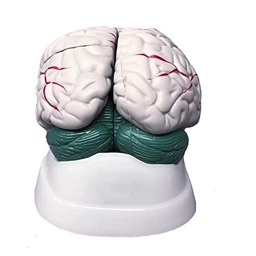 MMUNNA Orgel Model Menselijk Orgaan Hersenen Anatomie Model Hersenstam Hersenen Cerebellum Structuur Anatomie Model Voor Training Aid Anatomisch Model