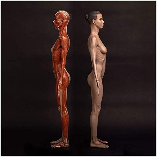 SmPinnaA 23.6Inch Vrouwelijke Menselijk Lichaam Bewegingsapparaat Anatomisch Model Cg Schilderij Sculptuur Referentie Art Model Onderwijs Referentie Gereedschap