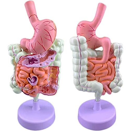 CRBUDY Colorectaal model Menselijke spijsvertering Autonoom model, colon en twee rectum en twaalfvingerige darm en darmorganen. Speciaal model voor gastro-intestinale anatomie