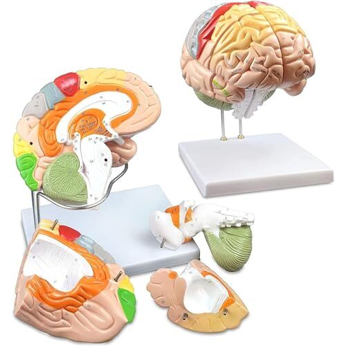 Danive Menselijk Hersenmodel Anatomie 4-Delig Model van Hersenen met Kleurcodering, Menselijk Hersen Anatomisch Model Hersenen Onderwijs Menselijke Hersenen