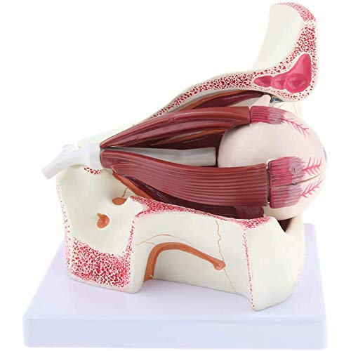 MUSUMI Anatomisch model van het menselijk oog, anatomisch oogmodel, model van globe-anatomie, model van menselijk orgel, om PVC-onderwijs en anatomische oogschildering te bestuderen