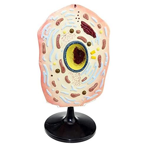 KJSHXYG Dierlijk cel anatomisch model Wetenschappelijk dierlijk anatomisch model Biologische cel anatomie Apparatuur Onderwijshulpmiddel