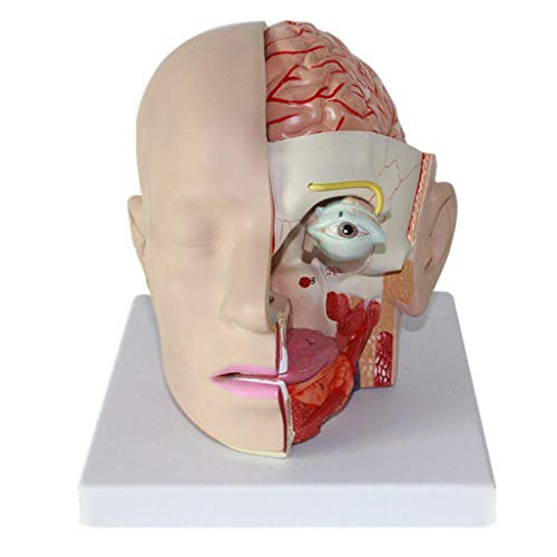 HYCLAM Educatief Model Menselijk Hoofd Anatomisch Model, Menselijk Hersenen Anatomisch Model, Hersenen Anatomie Model Hersenslagader Model, Medisch Menselijk Hoofd Hersenen model