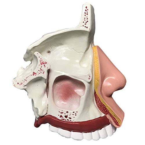 MUSUMI Geneeskunde Anatomisch Neusholte Model, Menselijk Orgaan Anatomisch Model Schimmel KNO Geneeskunde Medisch Onderwijs Driedimensionale Gezichtsmicrophormatie