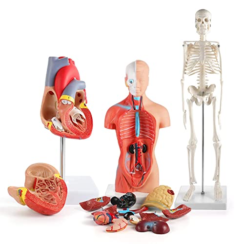 TEmkin 3D-anatomiemodel Menselijk hart Torso en skeletmodel Menselijke anatomiemodellen Leerkit voor kinderen, studiehulpmiddelen voor anatomie en fysiologie 3 stuks