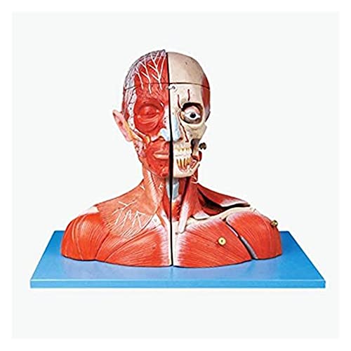 FLYIFE Hersenen Anatomie Vasculaire Zenuw Model Hersenen Anatomisch Model Educatief Model Hersenen en Nek Vasculaire Zenuw Bevestigd (34 X 37 X 20.5 cm)