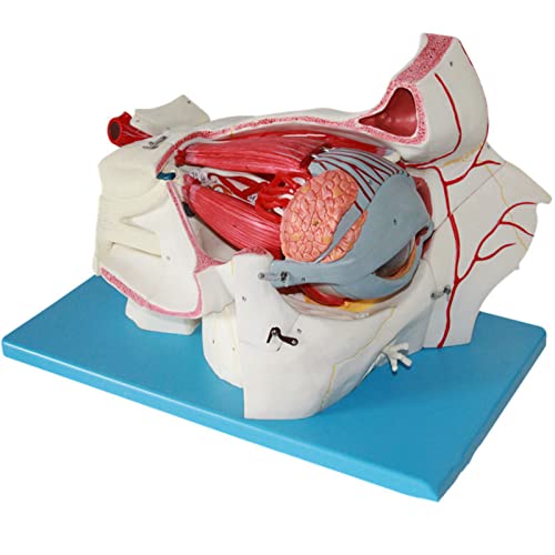 YYSMSR Anatomiemodel, Oog Anatomisch Model, Menselijk Oog Model, Vergrote Oogbol Anatomie Anatomisch Model, Menselijk Orgaan Model Oog Anatomie