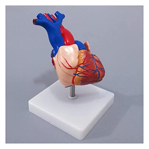 MUSUMI Anatomie Model, Menselijk Anatomisch Hart Model Menselijk Orgaan Anatomisch Model Hart Model Afneembare Wetenschap Anatomie Hart Model