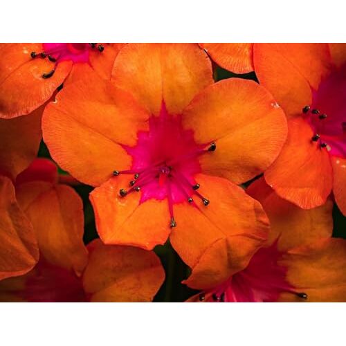 FRUKAT 500 Piece Jigsaw Puzzle for Adults & for Kids Age 12 and Up-Rododendron, bloemen, bloemblaadjes 52x38cm