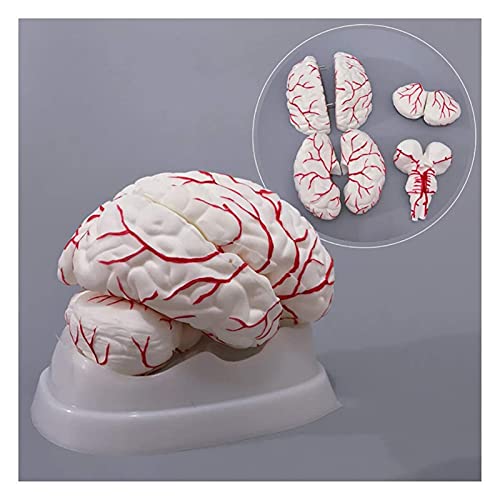 KJSHXYG Hersenen Anatomisch Model Menselijk Hersenen Model Cerebrale Slagader Model Hersenen Anatomie Medisch Onderwijs Model (18.5 X 14 X 13.5 cm)