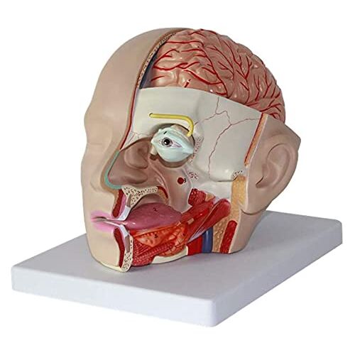 FLYIFE Medische Modellen, Menselijk Hoofd Hersenen Anatomie Model Menselijk Hersenen Anatomisch Model Klassieke Hersenen Anatomie Model Hersenslagader Model