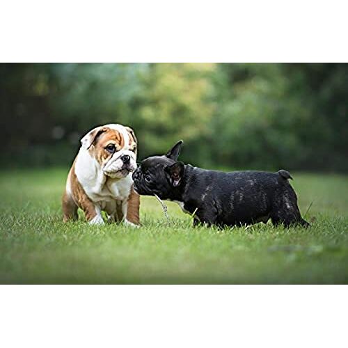 ANSNOW Legpuzzel 500 Stukjes Puppy Franse Bulldog Engelse Bulldog/Laei711/38 * 26 Cm