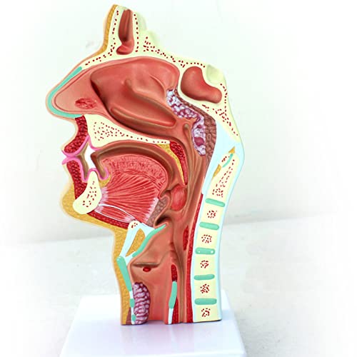 MUSUMI Anatomie Model, Neusholte Keel Model, Menselijk Orgaan Anatomisch Model Anatomische Neusholte Keel Anatomie Medische Model