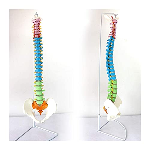 HKFJSH Flexibel ruggengraatmodel Klassiek medisch ruggengraatmodel Menselijke anatomie Wetenschapsmodellen voor studie Onderwijs Medisch model (80 X 29 X 19cm)