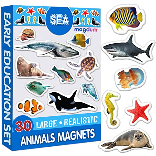 magdum Koelkastmagneten voor kinderen  Zeedieren Foto 30 Grote koelkastmagneten voor kinderen -Magneten voor koelkastmagneten voor peuters -Kinderkoelkastmagneten Speelgoedmagneten voor whiteboards