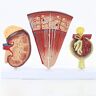 FLYIFE Medische Modellen, Educatief Model Nier en Urinewegen Model Bijnier Model Glomerulaire Nier Anatomie Model Nier Dwarsdoorsnede