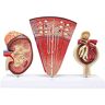 FLYIFE Anatomisch Nier Model, Menselijk Orgaan Anatomie Model Nier Model met Nephron Glomerulair Urine Systeem Medisch Model, voor Medische Educatieve Training