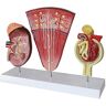 NHYGJSTX Anatomie Model, Educatief Model Nier Anatomisch Model Menselijk Orgaan Anatomie Model Menselijk Renal Unit Model Glomerulair Urine Systeem Model voor Medische