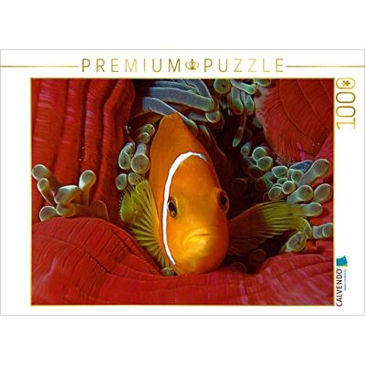 CALVENDO Puzzle Nemo, alsof hij in fluweel lag 1000 pieces 64 x 48 cm from Ute Niemann CALVENDO Puzzle Nemo, alsof hij in fluweel lag 1000 pieces 64 x 48 cm from Ute Niemann
