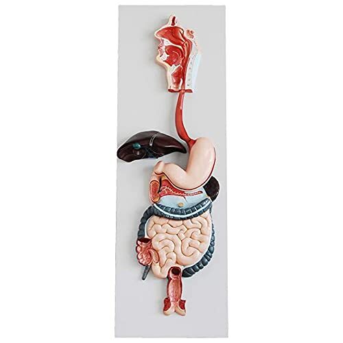 KJSHXYG Levensgroot Menselijk Spijsverteringsstelsel Model Menselijk Lichaam Anatomie Spijsverteringskanaal Spijsverteringsklier Rekwisieten Leerhulpmiddel
