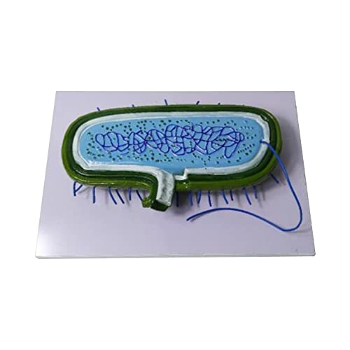 SmPinnaA Biologie Onderwijs Vergrote Bacteriën Model Educatief Model Bacteriën Model voor Middelbare School Biologie Onderwijs Demonstratie