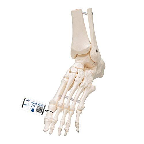 3B Scientific Los model van voet- en enkelskelet + gratis anatomiesoftware 3B slimme anatomie