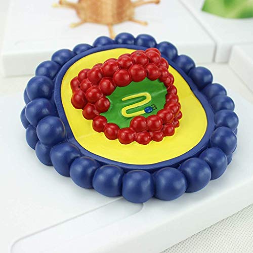 KJSHXYG Wetenschappelijk Anatomisch Menselijk Model, Microbiologisch Virus Model Baculovirus Adenovirus Faag Virus Anatomie Model voor Educatieve Studie