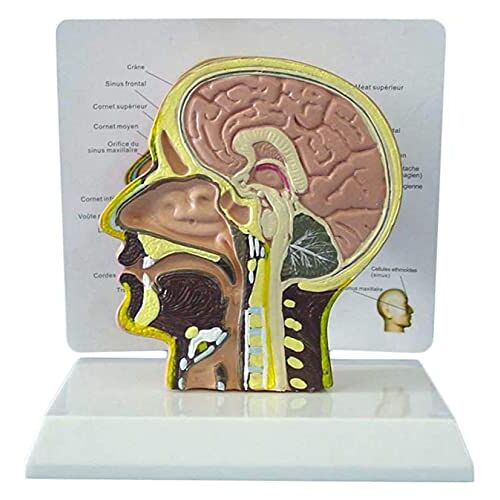 KJSHXYG Menselijk brein Model Half hoofd Gezicht Anatomie Medisch brein Nek Mediaan Sectie Studiemodel Medisch onderwijshulpmiddel