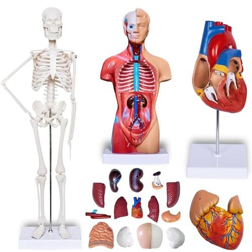 DRYIC 3 STKS Menselijk Hart Torso Skeleton Model en 1:1 Hart Model, 3D Studie Tools voor Anatomie en Fysiologie Studenten Sets