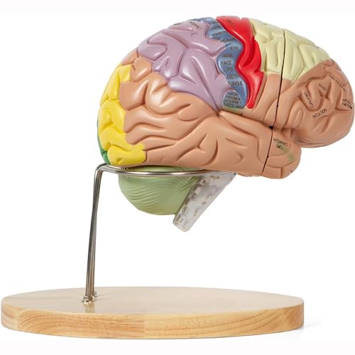 UNbit Menselijk Hersenmodel 2X levensgroot Anatomiemodel, 130 genummerd, 4-delig Menselijk Hersenmodel voor bestudering bij Anatomie Onderwijs Neurowetenschappen Medisch